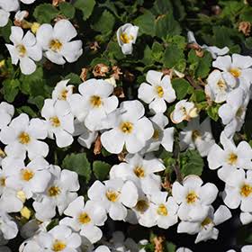 Sutera Cordata 'Megacopa™ White' (Megacopa™ White Bacopa)