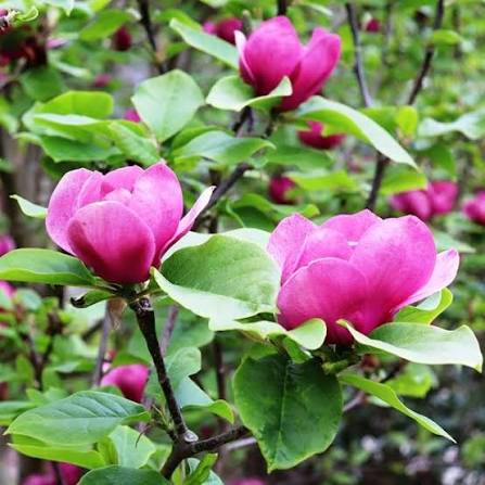 Magnolia × soulangeana ‘Vulcan’ (Grafted Magnolia)