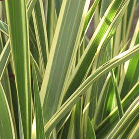 Phormium 'Wings Of Gold' (Wings Of Gold New Zealand Flax)