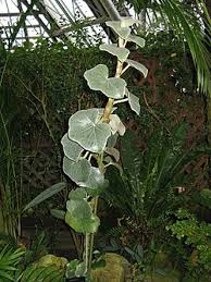 Begonia Venosa (Frosted Begonia)