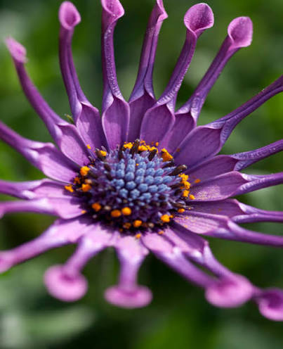 Osteospermum 'Power Packed Spider Purple' (Power Packed Spider Purple African Daisy)