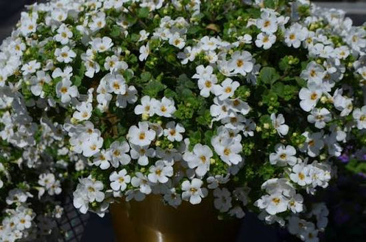 Sutera Cordata 'Megacopa™ White' (Megacopa™ White Bacopa)