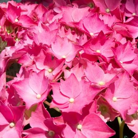 Hydrangea macrophylla ‘Piamina’ (Piamina Hydrangea)