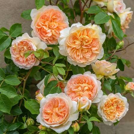 Rosa 'Bathsheba' (Bathsheba English Climbing Rose)