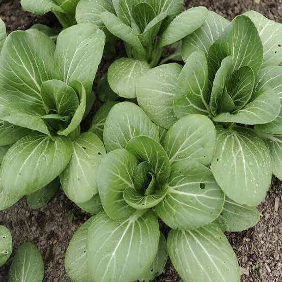 Brassica Rapa subsp. Chinensis (White Stem Pak Choi)
