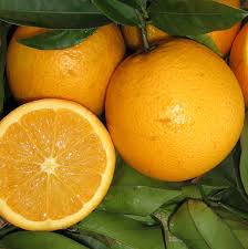 Citrus × sinensis 'Seedless Valencia' (Espaliered Seedless Valencia Orange)