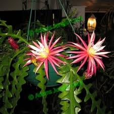 Selenicereus Anthonyanus (Hanging Baskets)