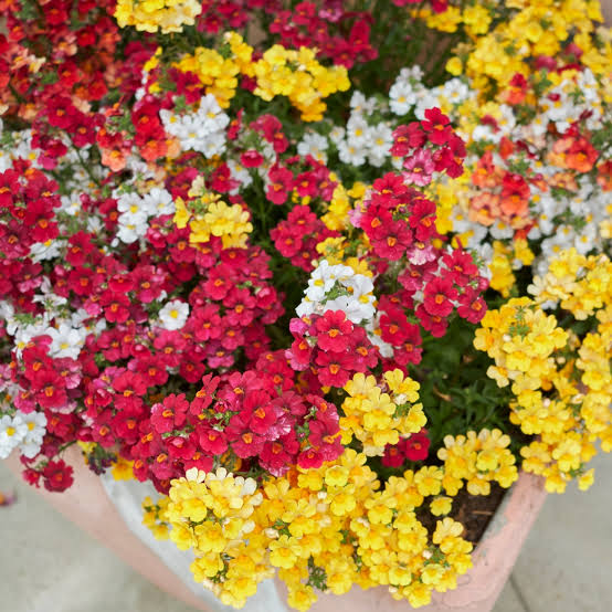 Nemesia Hybrida (Mixed Nemesia)