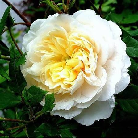 Rosa 'Crocus Rose' (English Shrub Rose)