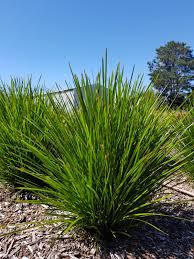 Lomandra Confertifolia 'Pallida' ('Sprilomjan') Trojan™ (Trojan™ Lomandra)