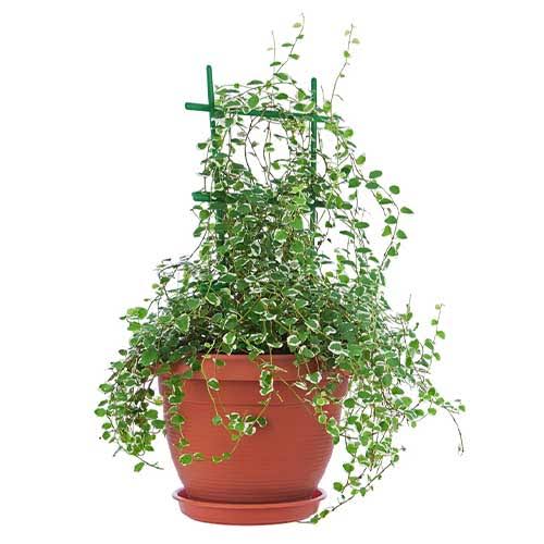 Ficus pumila (Creeping Fig – Ladder Topiary)