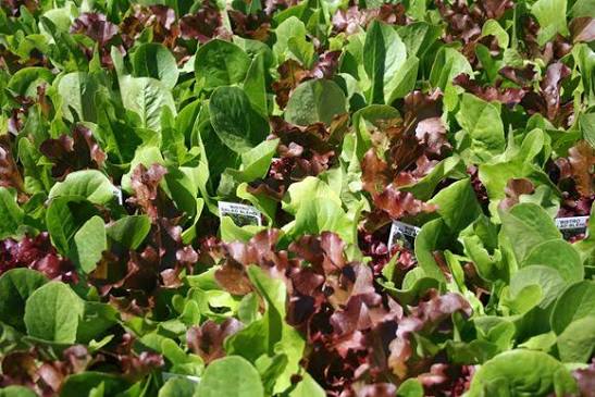 Lactuca sativa 'Bistro Blend' (Bistro Blend Lettuce)
