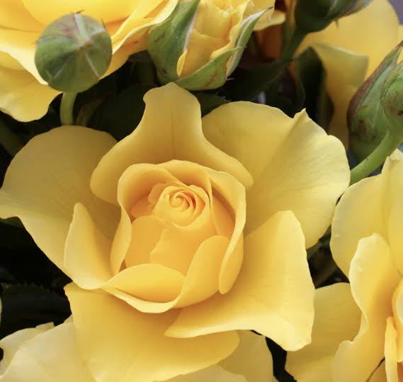 Rosa 'The Golden Child' (The Golden Child Rose)