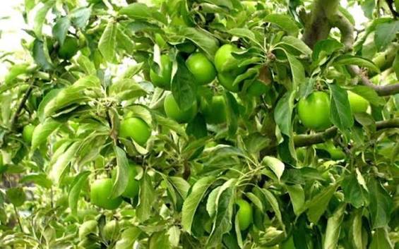 Malus Domestica 'Granny Smith' (Semi-Dwarf Granny Smith Apple)