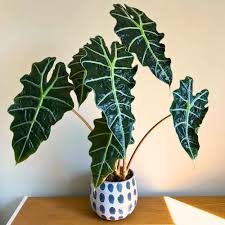 Alocasia × Amazonica (African Mask Plant)