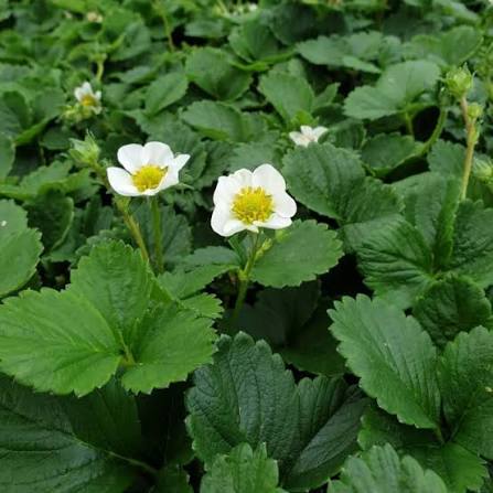 Fragaria × ananassa ‘Loran White’ (White Strawberry)