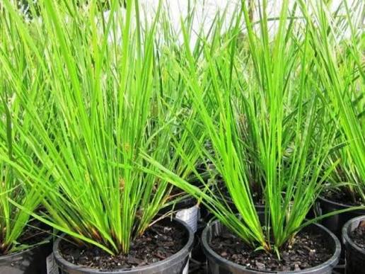 Lomandra longifolia ‘Verday’ (Mat Rush – Tissue Culture)