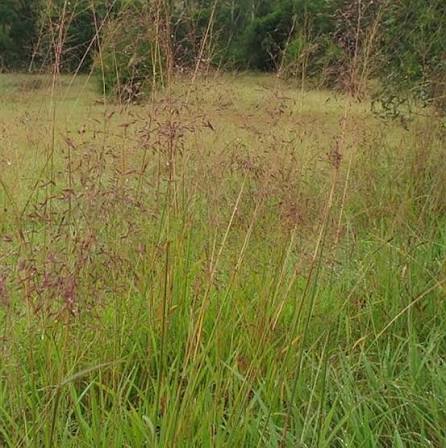 Capillipedium Parviflorum (OzScanthus™)