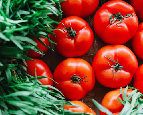 Lycopersicon Esculentum 'Allan's Early Red' (Allan's Early Red Tomato)