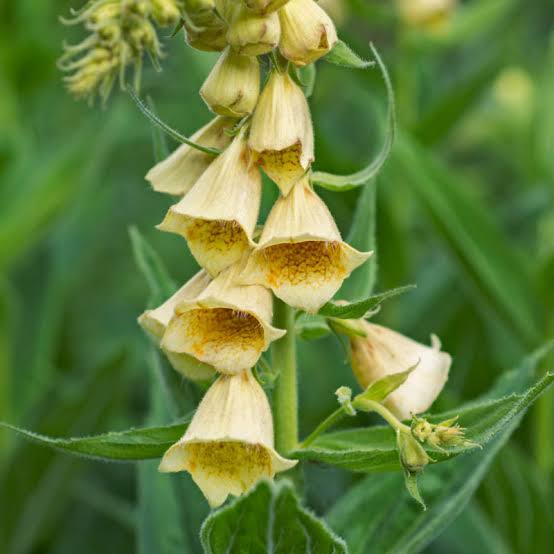 Digitalis Purpurea 'Dwarf Yellow' (Dwarf Yellow Foxglove)