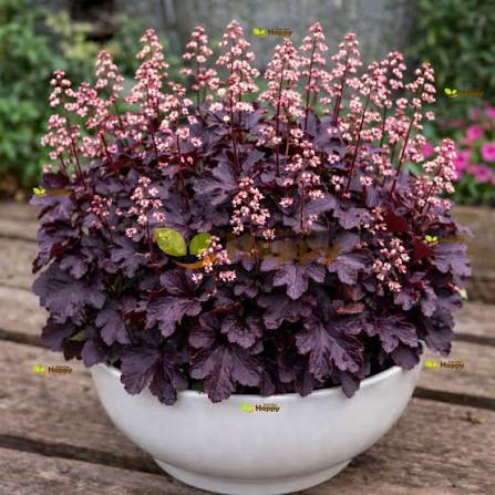 Heuchera Micrantha 'Palace Purple' (Palace Purple Coral Bells)