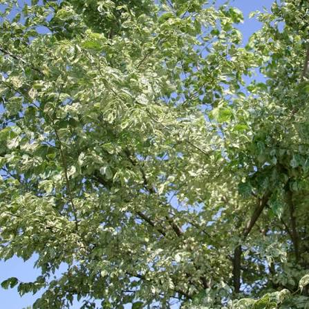 Ulmus Minor 'Argenteo-Variegata' (Variegated Field Elm)