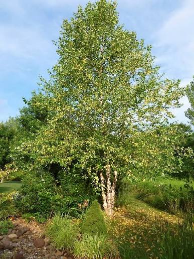 Betula nigra (River Birch)