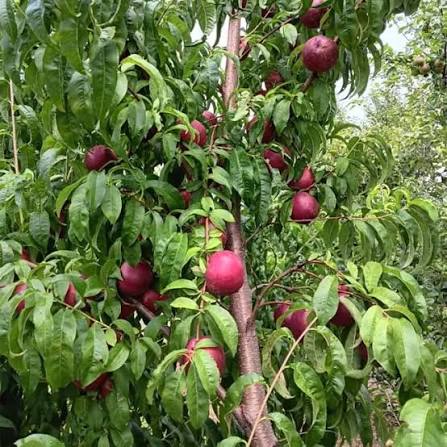 Prunus Persica var. Nucipersica 'Tuscany' (Dwarf Tuscany Nectarine)