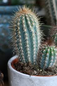 Pilosocereus Azureus (Blue Columnar Cactus)