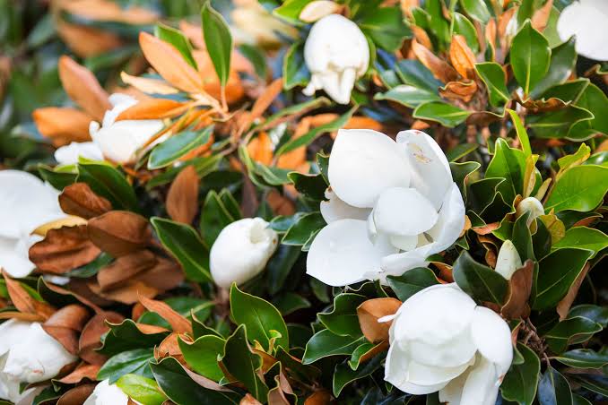 Magnolia grandiflora (Southern Magnolia)