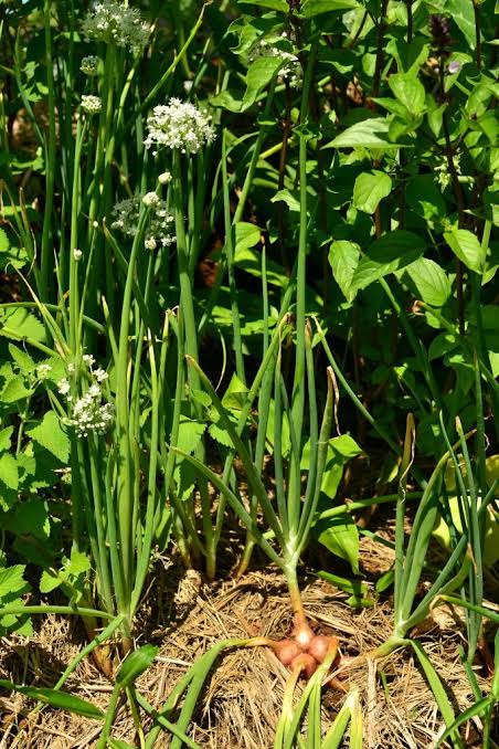 Allium cepa Aggregatum Group (Golden Shallots)