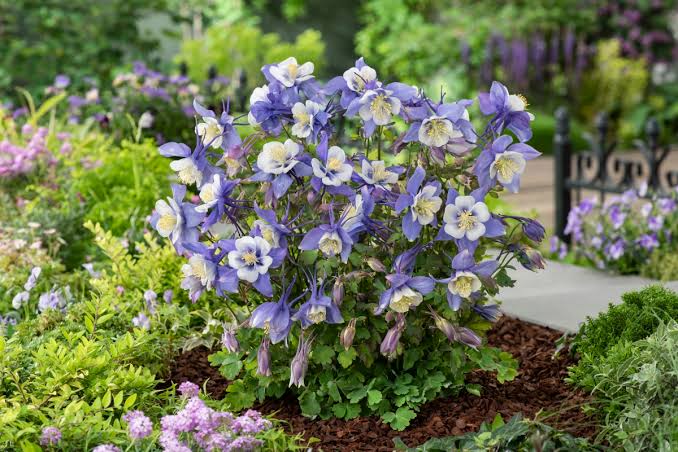 Aquilegia vulgaris 'Earlybird Purple & Blue' (Earlybird Purple & Blue Columbine)