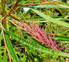 Grevillea aspleniifolia (Fern-leaved Grevillea)