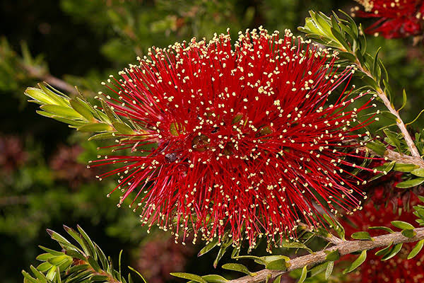 Kunzea baxteri (Scarlet Kunzea)