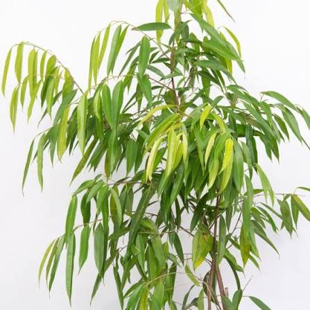 Ficus Longifolia (Sabre Tooth Fig)