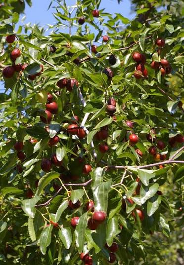 Ziziphus jujuba 'Chico' (Chico Jujube)