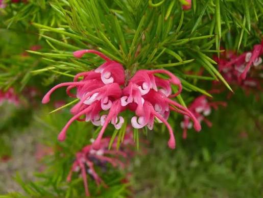 Grevillea ‘Clearview David’ (Clearview David Grevillea)