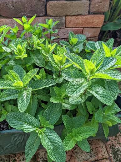 Mentha × piperita 'Old Fashioned' (Old Fashioned Mint)