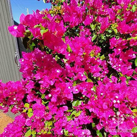 Bougainvillea glabra ‘Mrs H.C. Buck’