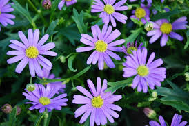 Brachyscome 'Mauve Bliss' (Mauve Bliss Swan River Daisy)