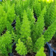 Asparagus Meyeri (Foxtail Fern)