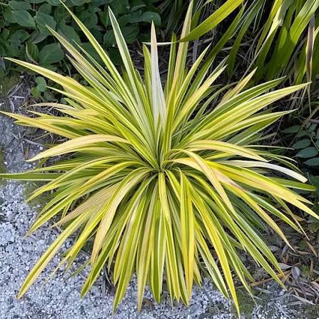 Phormium 'Yellow Wave' (Yellow Wave New Zealand Flax)