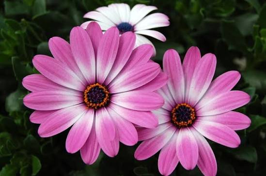Osteospermum Tradewinds™ Pink (Tradewinds™ Pink African Daisy)