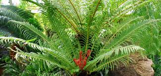 Blechnum Brasiliense (Brazilian Tree Fern)