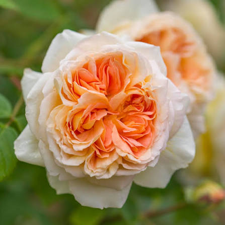 Rosa 'Bathsheba' (Bathsheba English Climbing Rose)