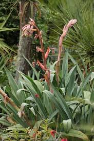Beschorneria Yuccoides (Mexican Lily / False Yucca)