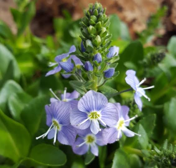 Viola 'Bonnie Lassies Sarah' (Bonnie Lassies Sarah Viola)