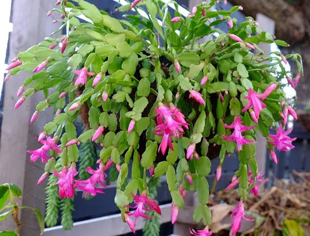 Schlumbergera Truncata (Zygocactus) – Hanging Basket