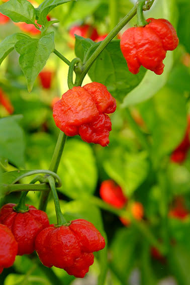 Capsicum Chinense (Scorpion Moruga Chilli)