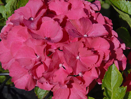 Hydrangea macrophylla ‘Todi’ (Todi Hydrangea)